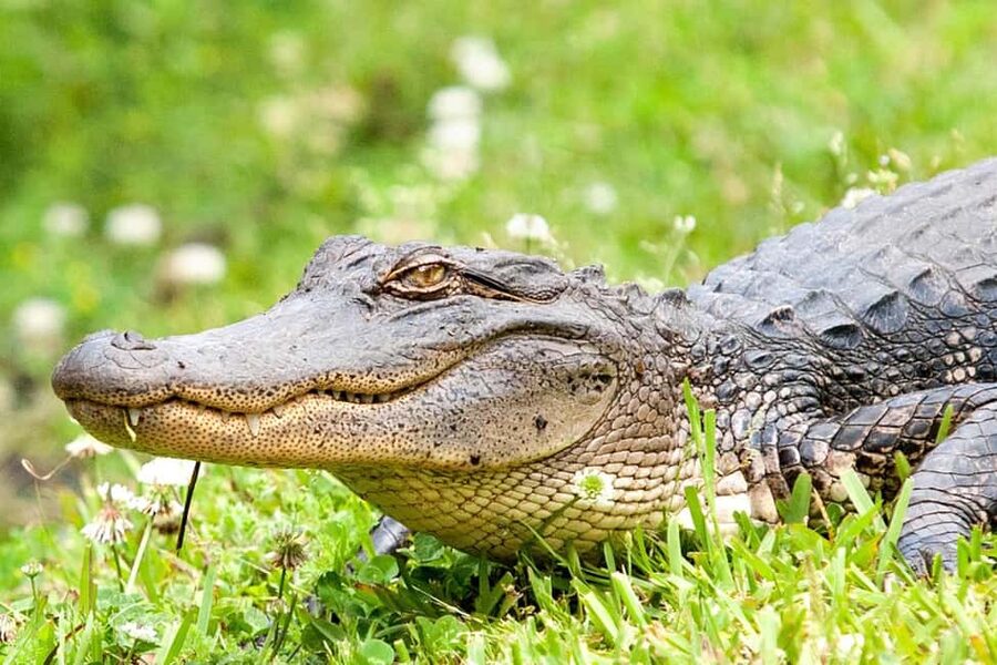New Orleans: Swamp Boat Ride & Oak Alley Plantation Tour - Cruising through privately owned Manchac Swamp