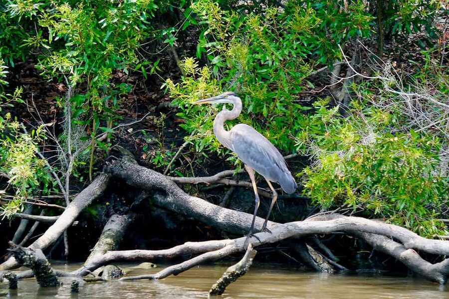 New Orleans: Swamp Boat Ride & Oak Alley Plantation Tour - Who should book this New Orleans day trip?