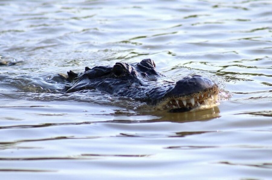 New Orleans: Swamp Tour on Covered Pontoon Boat - Five things to know before you go