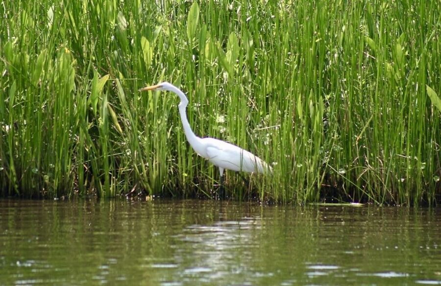 New Orleans: Swamp Tour on Covered Pontoon Boat - Alligators, raccoons, and the occasional surprise