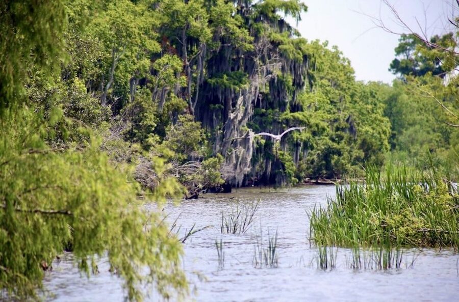 New Orleans: Swamp Tour on Covered Pontoon Boat - Local stories make the slow pace work