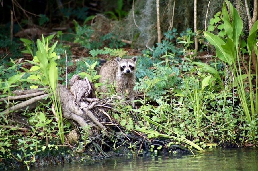 New Orleans: Swamp Tour on Covered Pontoon Boat - Is $35 a good value?