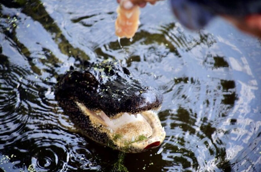 New Orleans: Swamp Tour on Covered Pontoon Boat - Accessibility and practical comfort