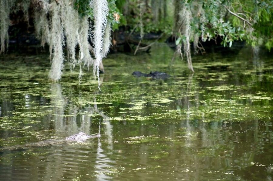 New Orleans: Swamp Tour on Covered Pontoon Boat - A covered pontoon instead of a roaring airboat