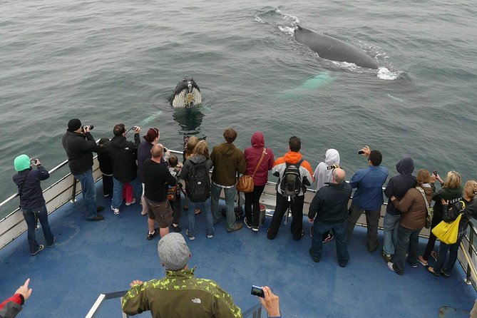 Newfoundland Puffin and Whale Watch Cruise - Quick facts before you book