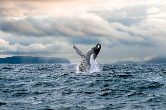 Newfoundland Puffin and Whale Watch Cruise - Gull Island and the Witless Bay Ecological Reserve
