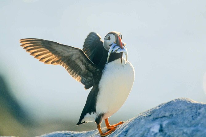 Newfoundland Puffin and Whale Watch Cruise - Whale watching without false promises