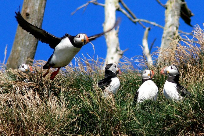 Newfoundland Puffin and Whale Watch Cruise - The crew, music, and Newfoundland welcome