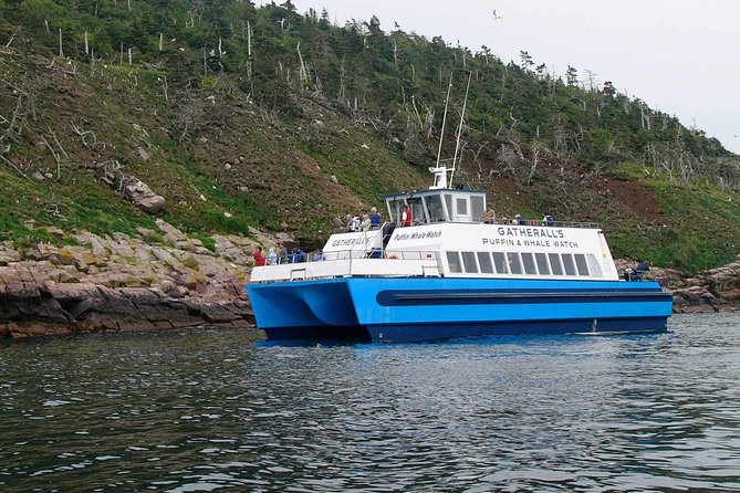 Newfoundland Puffin and Whale Watch Cruise - Price, timing, and what the ticket really buys