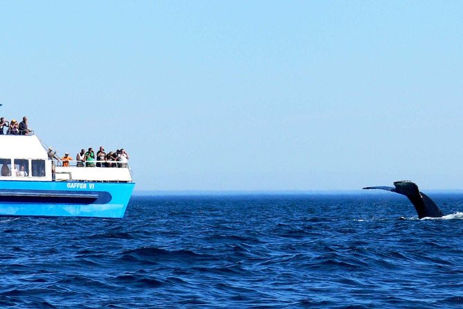 Newfoundland Puffin and Whale Watch Cruise - Who will enjoy this cruise most