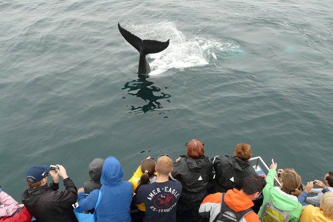 Newfoundland Puffin and Whale Watch Cruise - Bay Bulls and the route toward Iceberg Alley