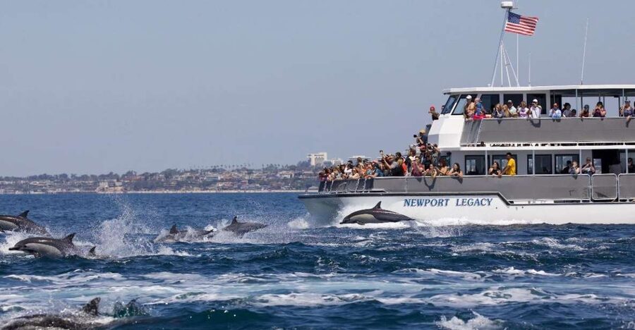 Newport Beach: Whale and Dolphin-Watching Cruise - Key points to know before you go