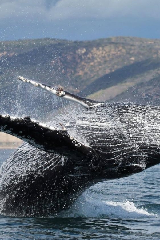 Newport Beach: Whale and Dolphin-Watching Cruise - Corona del Mar and a short safety briefing