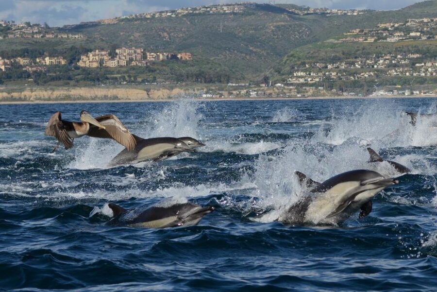 Newport Beach: Whale and Dolphin-Watching Cruise - Two hours looking for whales and dolphins
