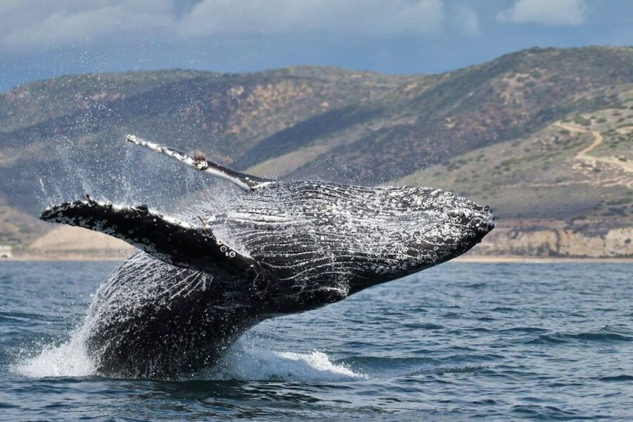 Newport Beach: Whale and Dolphin-Watching Cruise - What the crew adds to the experience