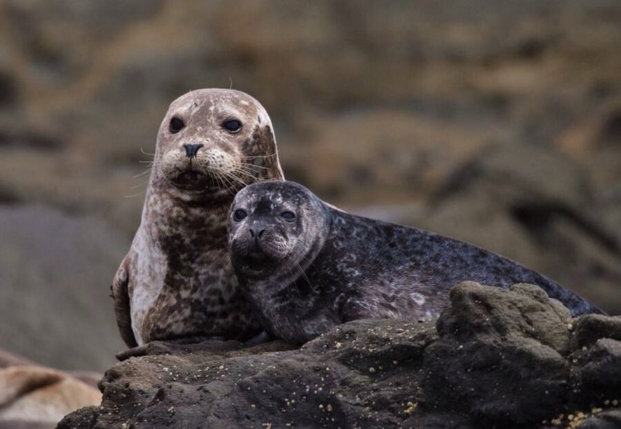 Newport Beach: Whale and Dolphin-Watching Cruise - Laguna Beach, The Wedge, and the ride home