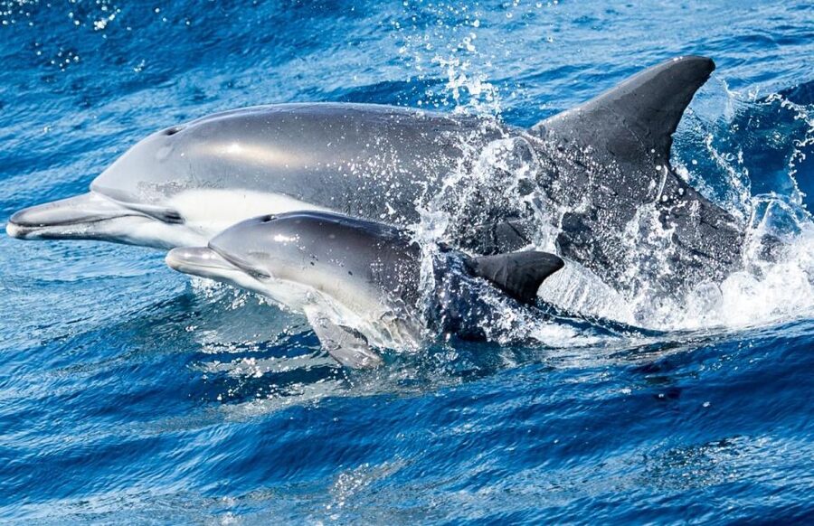 Newport Beach: Whale and Dolphin-Watching Cruise - Who will enjoy this Newport Beach cruise?