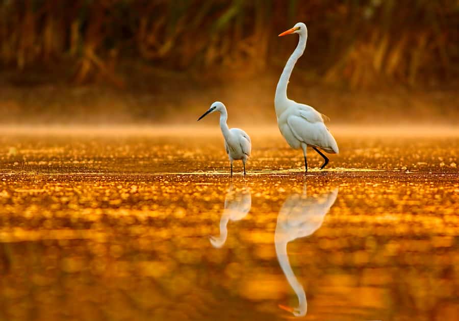 Noosa: Afternoon Cruise through the Noosa Everglades - Key points to know before you go