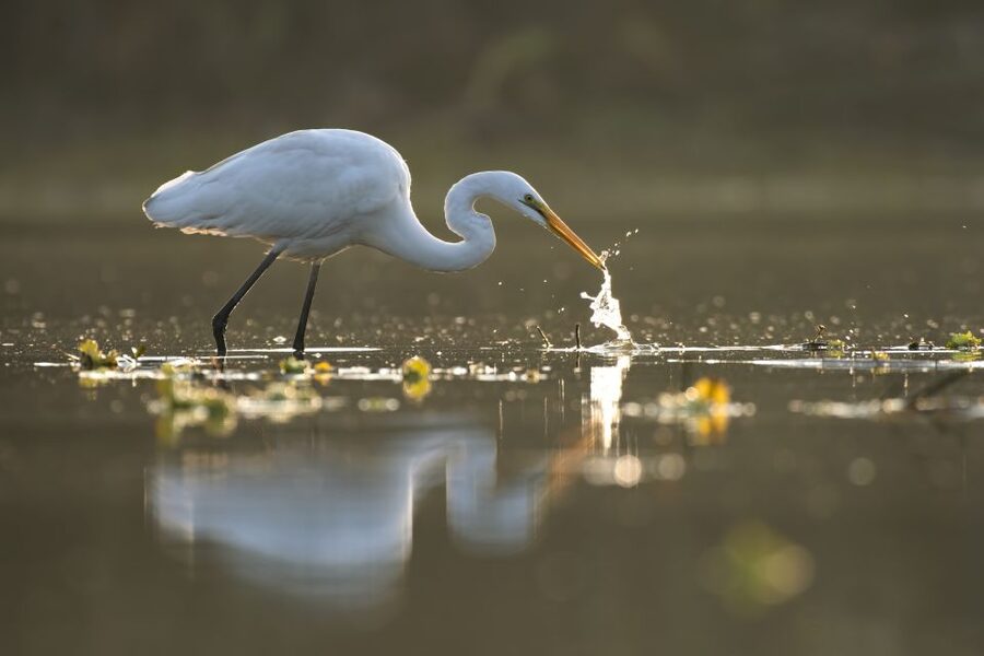 Noosa: Afternoon Cruise through the Noosa Everglades - Guides who keep the quiet water lively