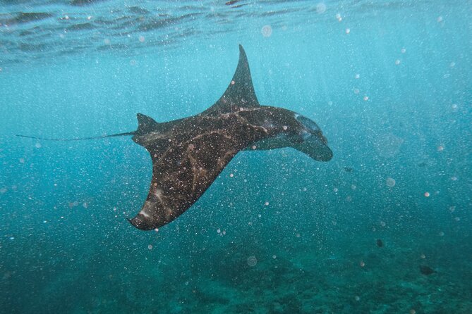 Nusa Penida day trip: boat, 4 snorkeling, Manta rays & Land tour - What makes this day trip worth your time