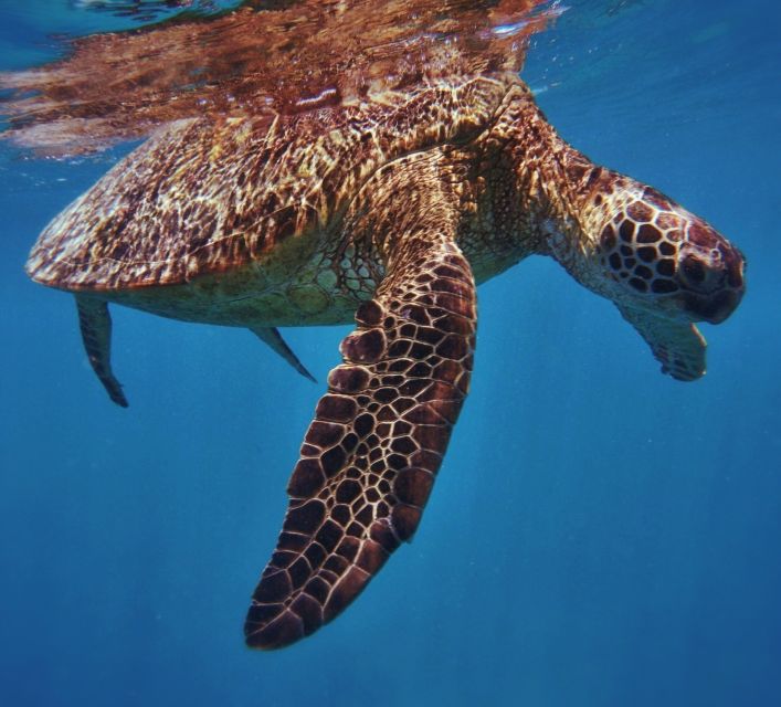 Oahu: Turtle Canyon Snorkeling Boat Tour - What makes Turtle Canyon worth the trip