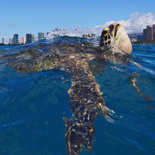 Oahu: Turtle Canyon Snorkeling Boat Tour - Snacks, drinks, and the ride back
