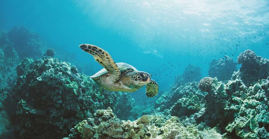 Oahu: Turtle Canyon Snorkeling Boat Tour - Should you book it?