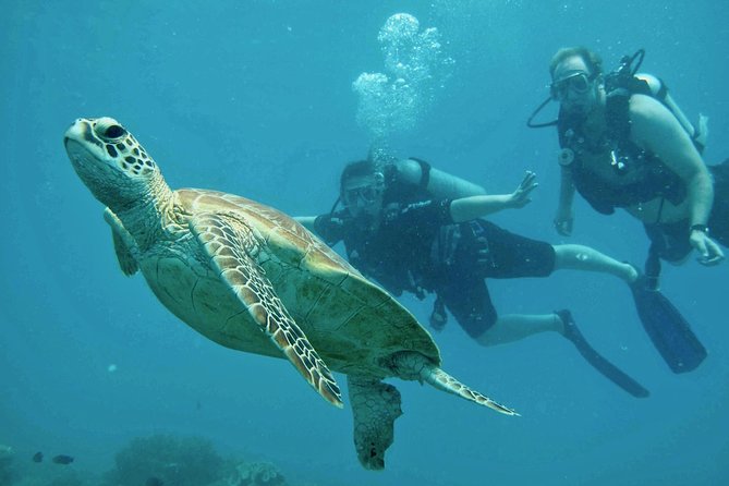 Ocean Freedom Great Barrier Reef Luxury Snorkel and Dive Cruise - Optional scuba sessions and medical rules