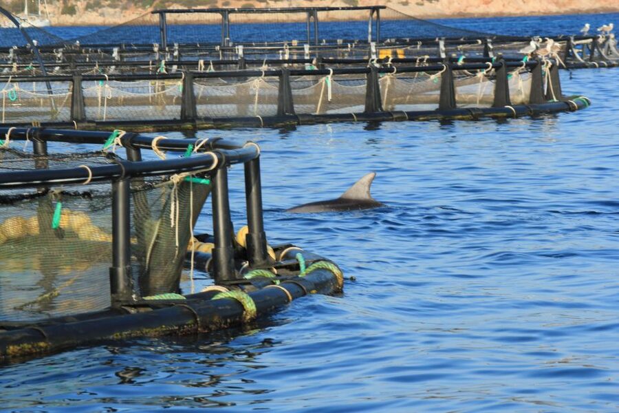 Olbia: Dolphin Watching and Snorkeling Boat Tour - Key things to know before you book