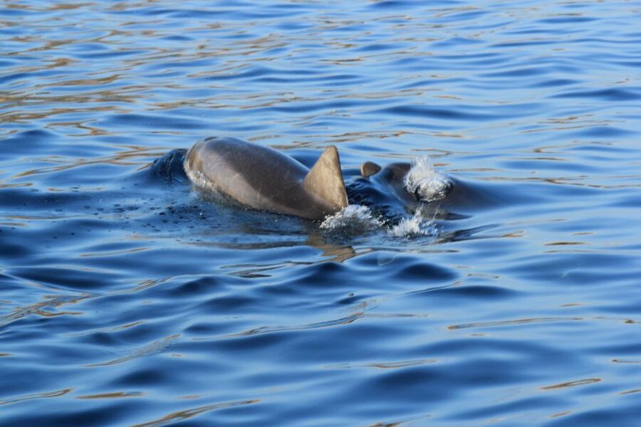 Olbia: Dolphin Watching and Snorkeling Boat Tour - Leaving from Molo Bosazza in central Olbia