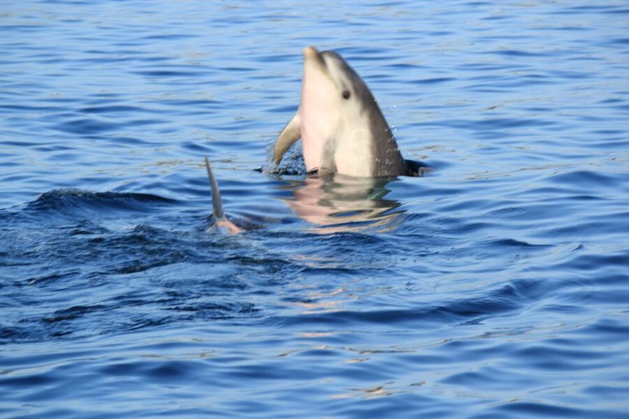 Olbia: Dolphin Watching and Snorkeling Boat Tour - Swimming and snorkeling at Cala Moresca