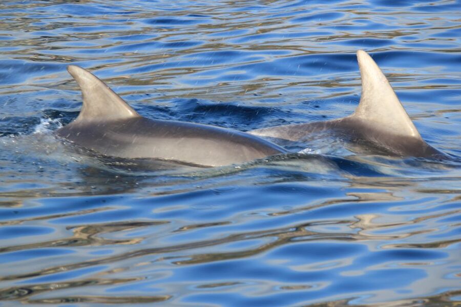 Olbia: Dolphin Watching and Snorkeling Boat Tour - Watching bottle-nose dolphins in the Gulf of Aranci