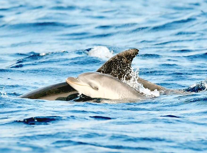 Olbia: Dolphin Watching & Snorkeling Boat Tour near Figarolo - Setting out from Olbia’s berth 44