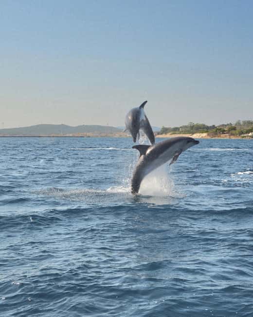 Olbia: Dolphin Watching & Snorkeling Boat Tour near Figarolo - Capo Figari and the search for dolphins