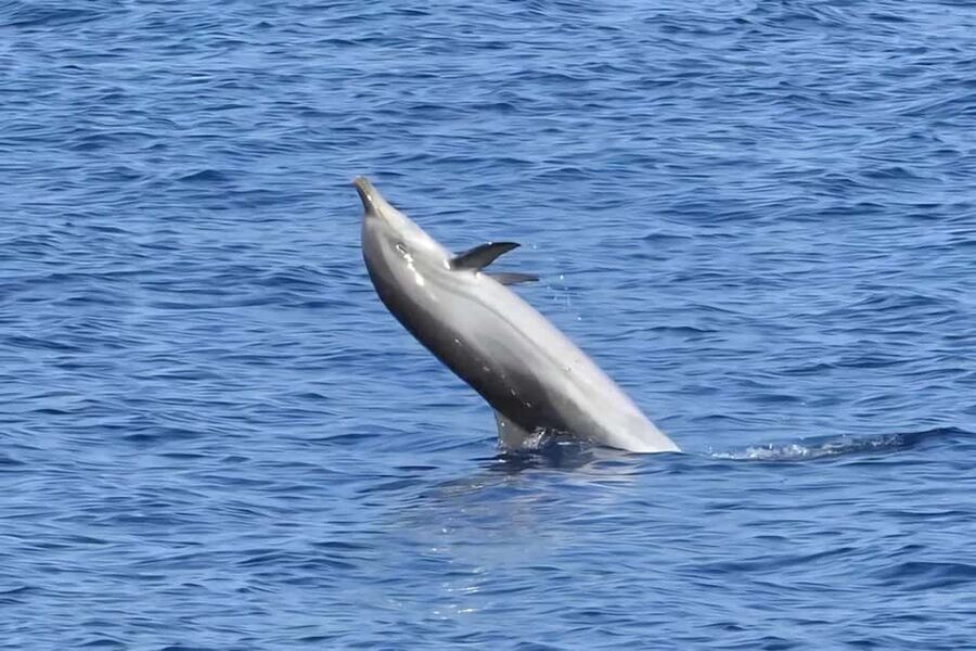 Olbia: Dolphin Watching & Snorkeling Boat Tour near Figarolo - Cala Moresca: swimming, snorkeling, and Sardinian food