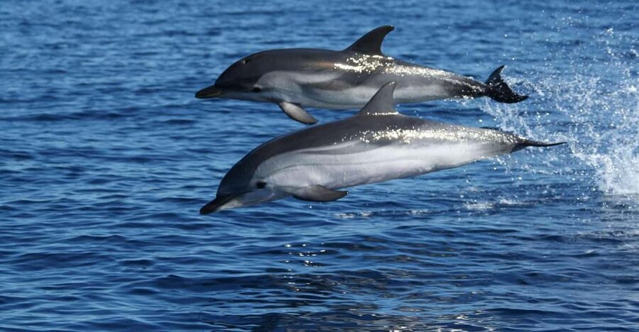 Olbia: Dolphin Watching & Snorkeling Boat Tour near Figarolo - What $77 buys you