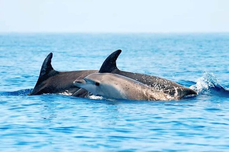 Olbia: Dolphin Watching & Snorkeling Boat Tour near Figarolo - Who will enjoy this boat trip most