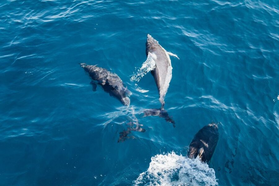 Olbia: Dolphin Watching & Snorkeling Boat Tour near Figarolo - Booking details that matter