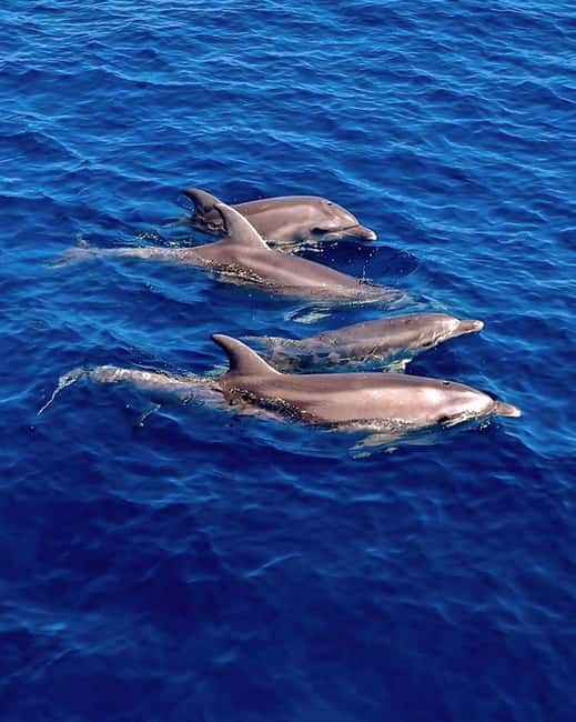 Olbia: Dolphin Watching & Snorkeling Boat Tour near Figarolo - Figarolo Island: the first hour in the water
