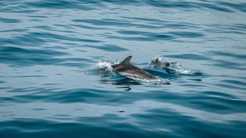 Olbia: Dolphin Watching & Snorkeling Boat Trip - Key points at a glance