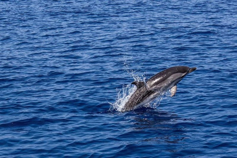 Olbia: Dolphin Watching & Snorkeling Boat Trip - What this Olbia boat trip is really like
