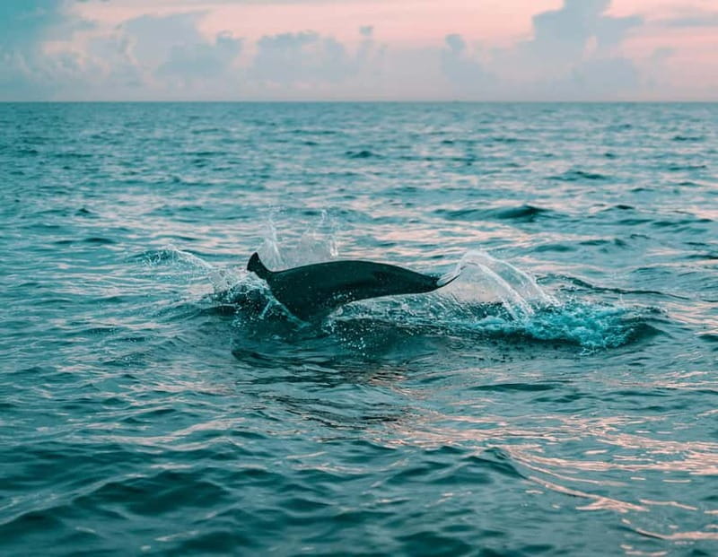 Olbia: Dolphin Watching & Snorkeling Boat Trip - Searching for dolphins around Golfo Aranci