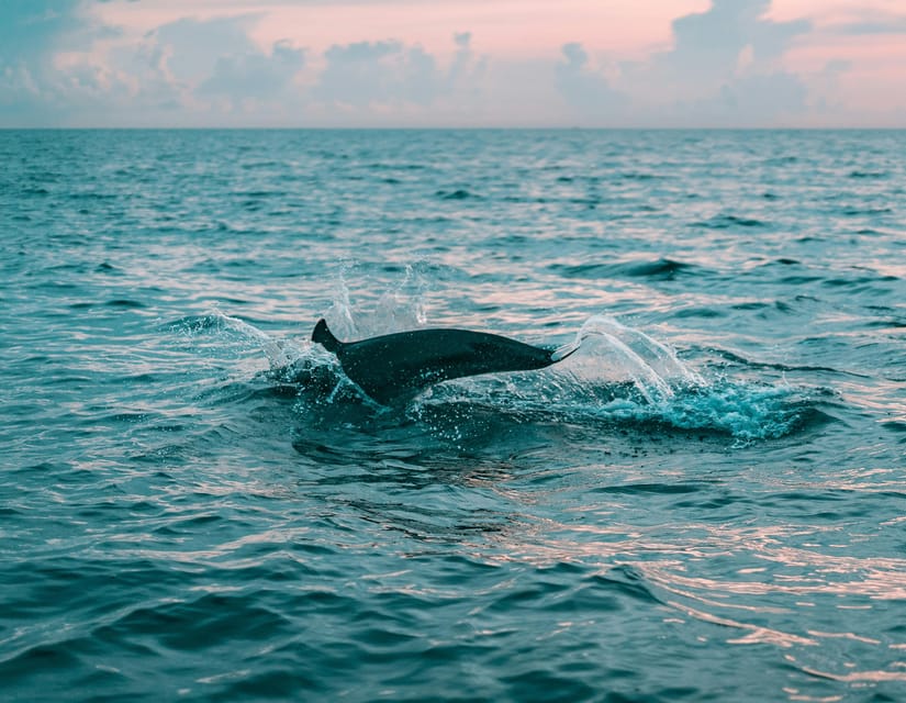 Olbia: Dolphin Watching & Snorkeling Boat Trip - What to bring and how to prepare