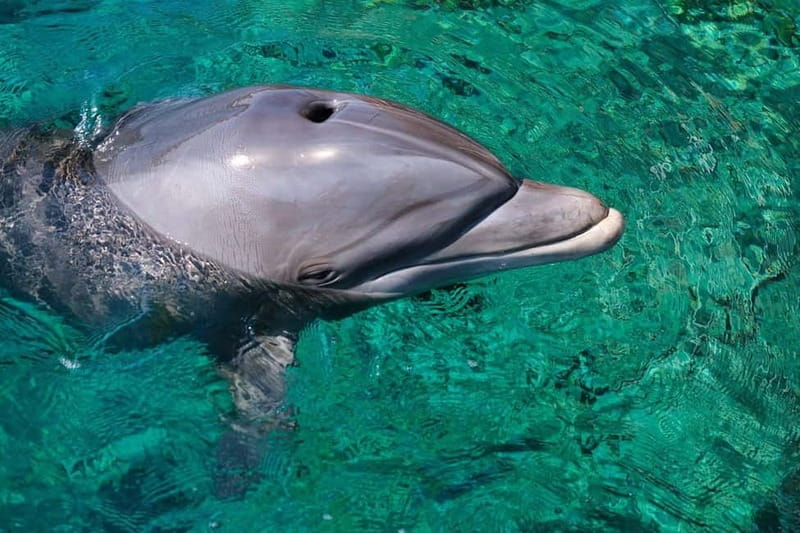 Olbia: Dolphin Watching & Snorkeling Boat Trip - Who should book this experience?