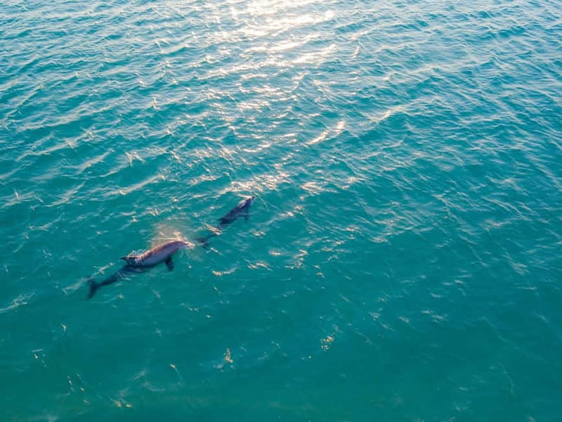 Olbia: Dolphin Watching & Snorkeling Boat Trip - The first 20 minutes toward Figarolo Island