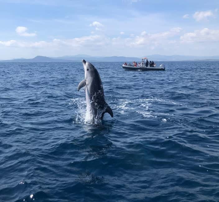 Olbia: Eco-Friendly Dolphin-Watching Boat Trip - Sailing from Olbia Marina to Figarolo