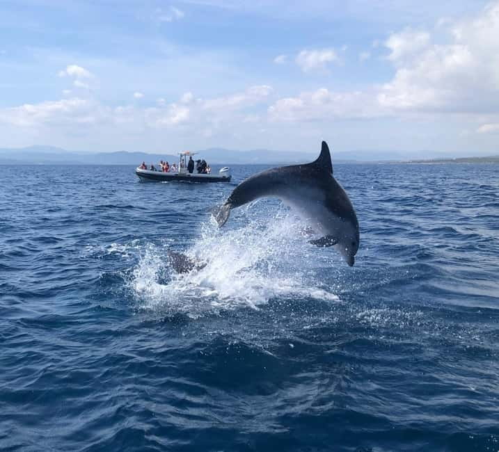 Olbia: Eco-Friendly Dolphin-Watching Boat Trip - A responsible approach to wild animals
