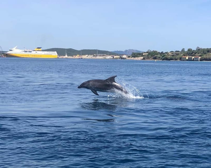 Olbia: Eco-Friendly Dolphin-Watching Boat Trip - Who should choose this Olbia boat trip?