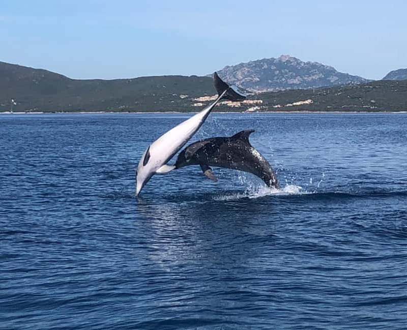 Olbia: Eco-Friendly Dolphin-Watching Boat Trip - The dolphins near the fish farm