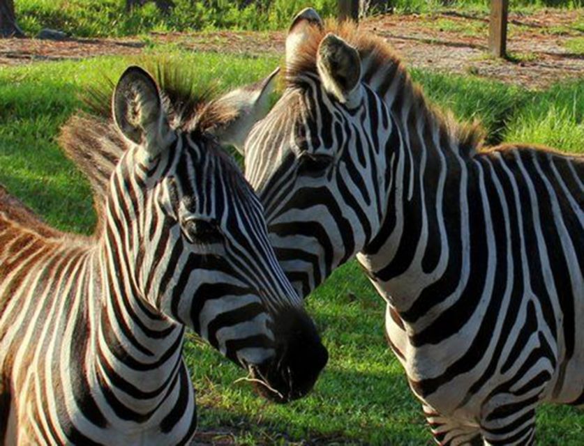 Orlando: Everglades Airboat Ride and Wildlife Park Ticket - What Makes the Swamp Ride Worthwhile